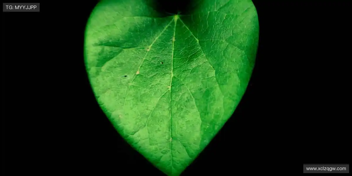 🏀 一键解锁高清赛事，与全球球迷同频狂欢！🎉